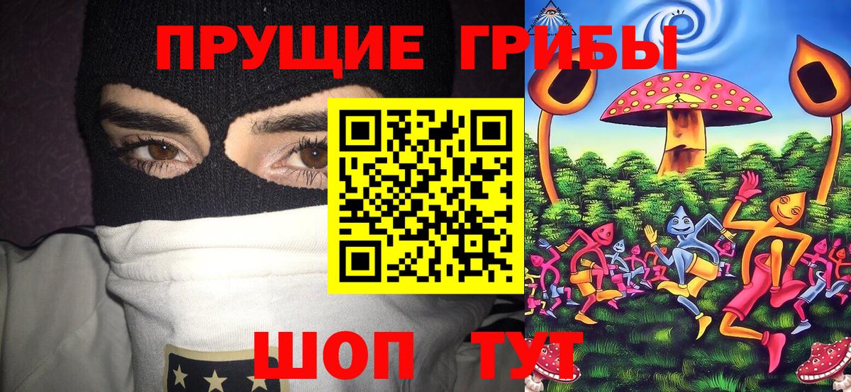 Галлюциногенные грибы Psilocybe Знаменск