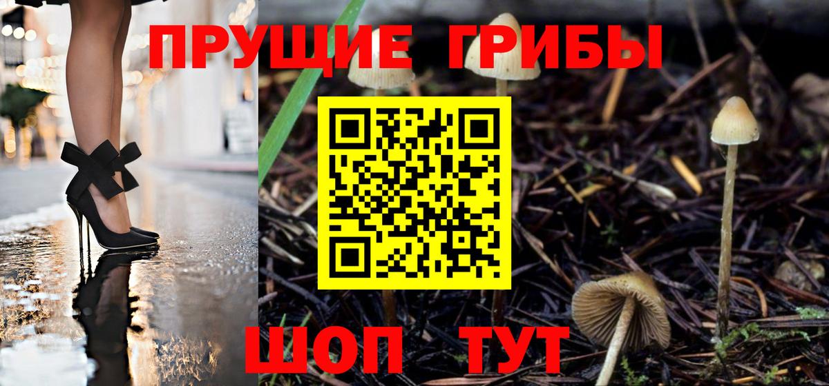 Галлюциногенные грибы Psilocybe  где купить наркоту  Знаменск  Галлюциногенные грибы Cubensis  Вход с VPN 